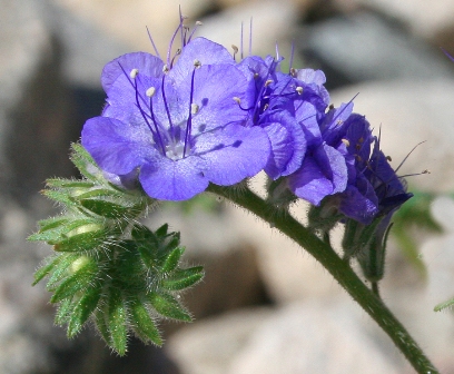 Phacelia (Wild Heliotrope) photo by Park Volunteer Grace Clark 