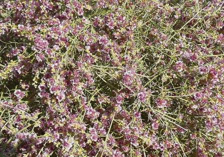 Pink Cheesebush by Grace Clark for webpage