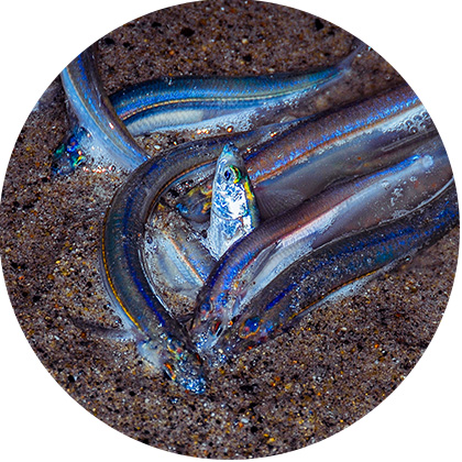 Grunion Laying Eggs