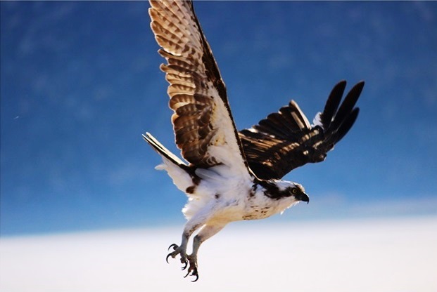 Osprey