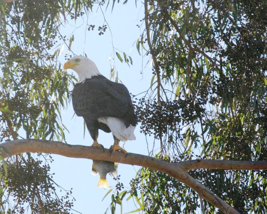 Bald Eagle