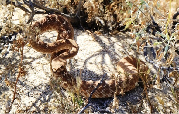 Rattle Snake