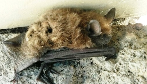 Bat