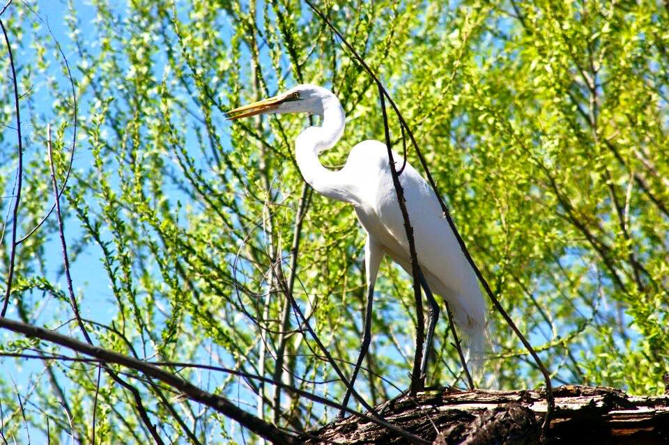 Great White Egret