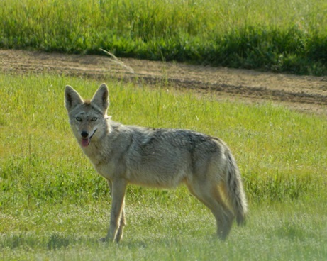 Coyote