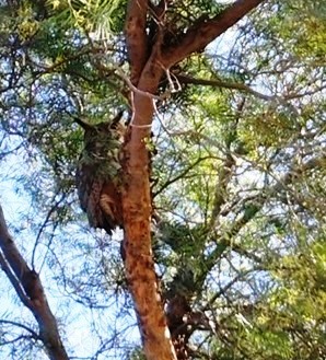 Great Horned Owl