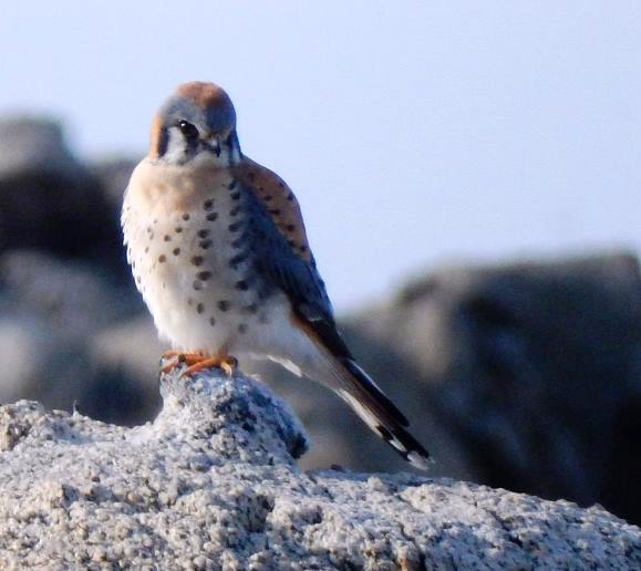 American Kestral