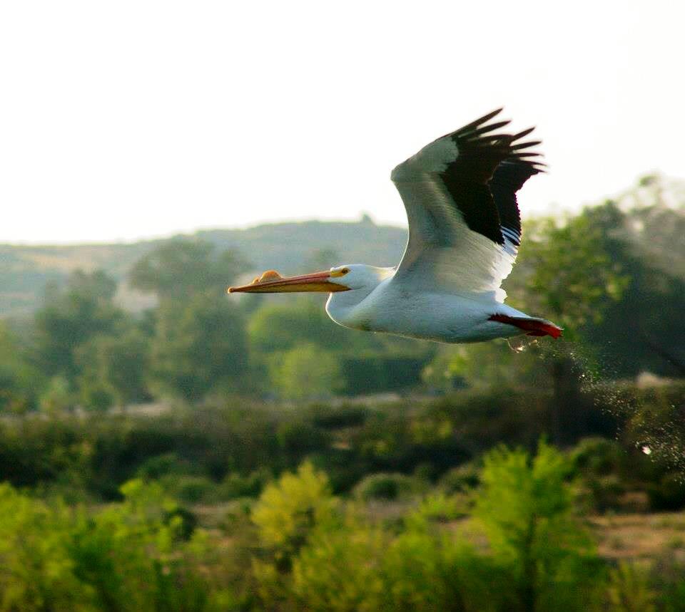 White Pelican