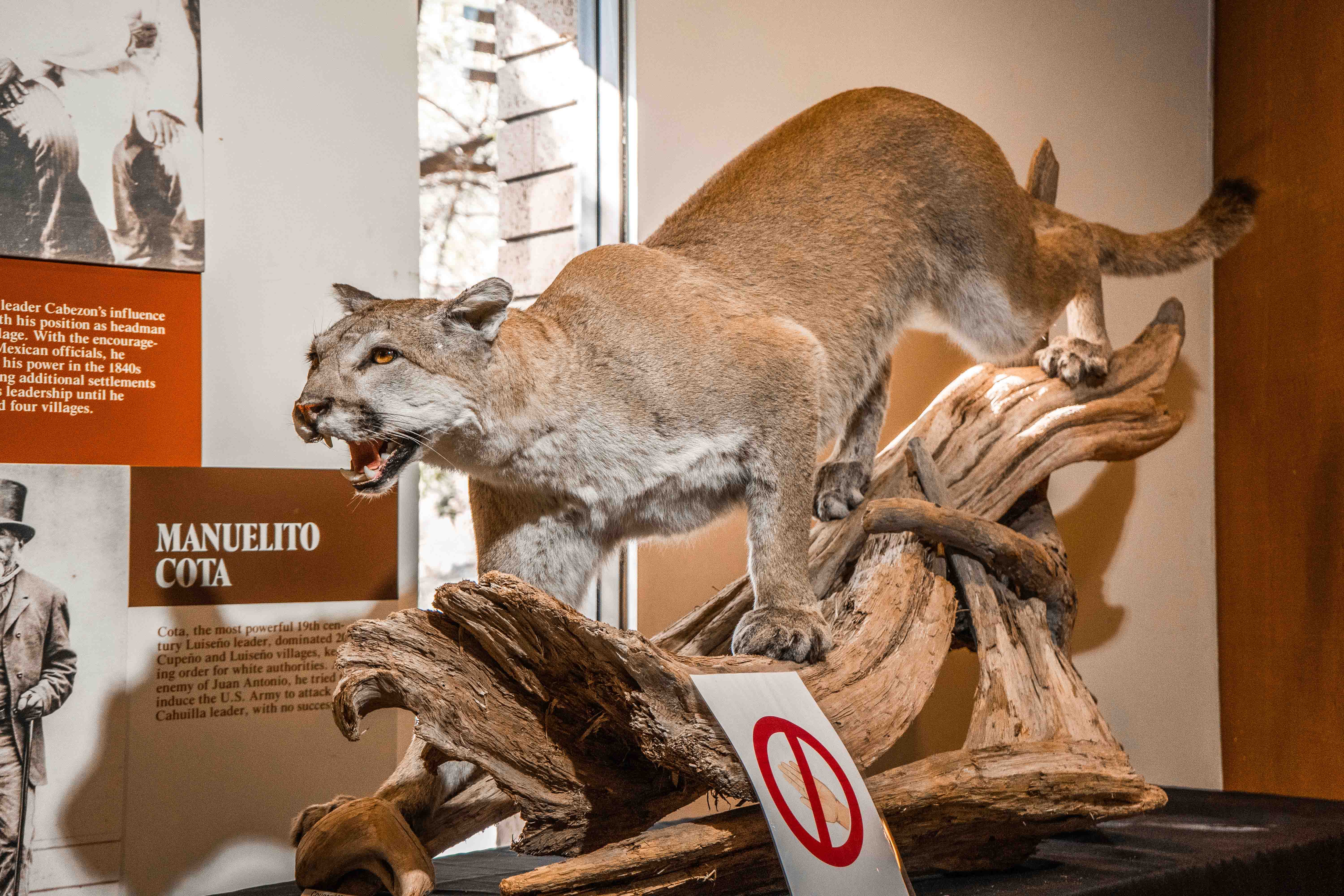 Mountain Lion Mountain Lion