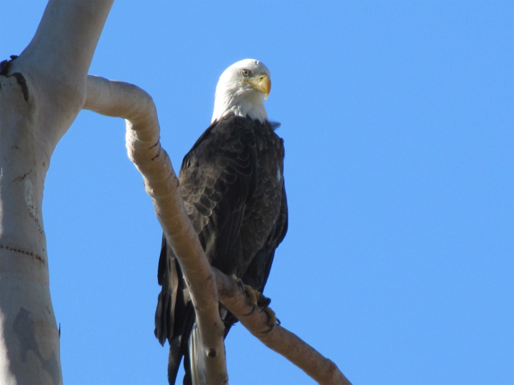 Bald Eagle