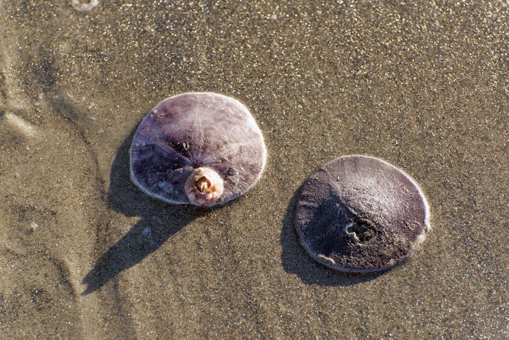 Sand dollars