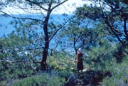 "Photo: View of the ocean through the pines at Torrey Pines State Beach"