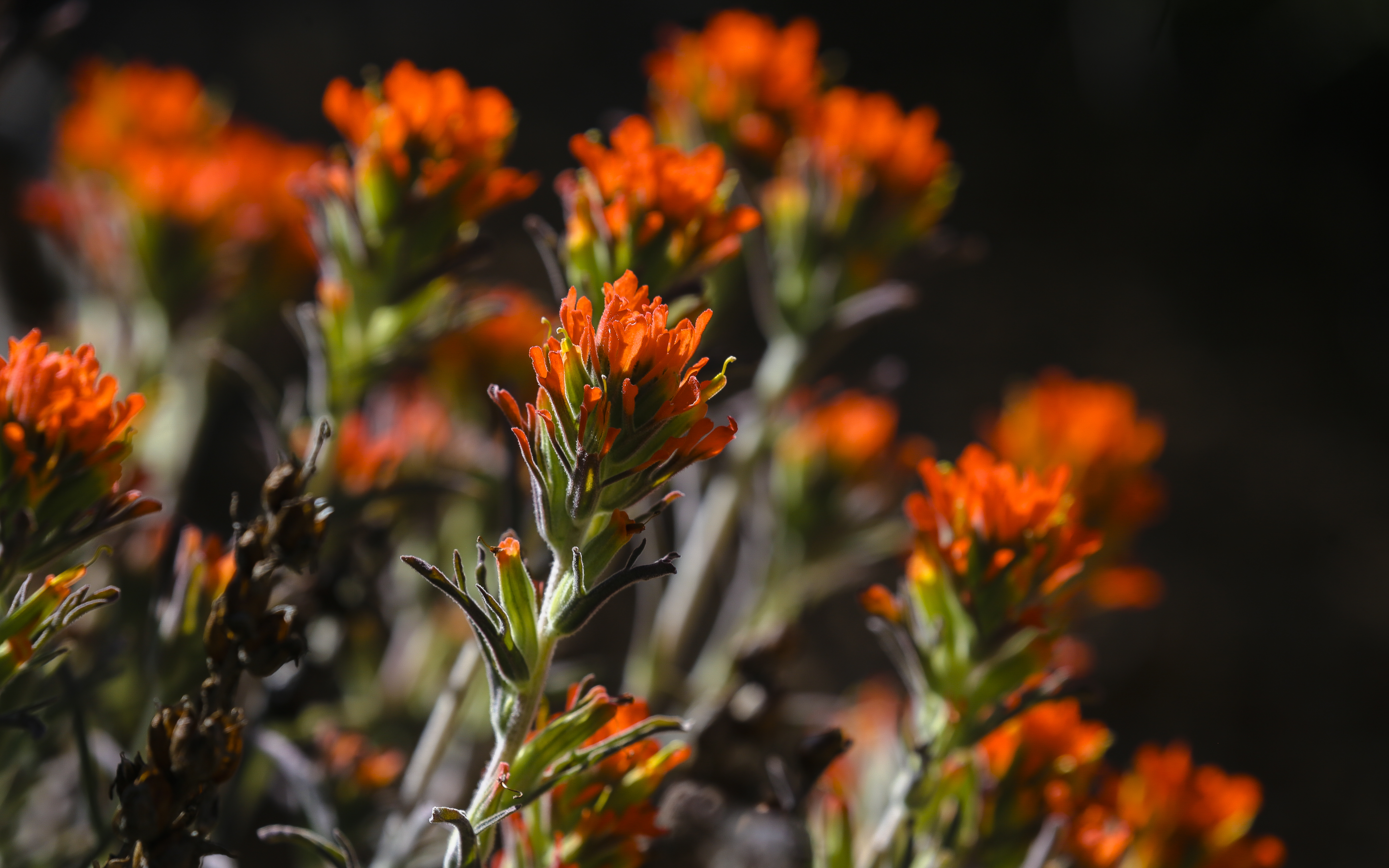 Paintbrush