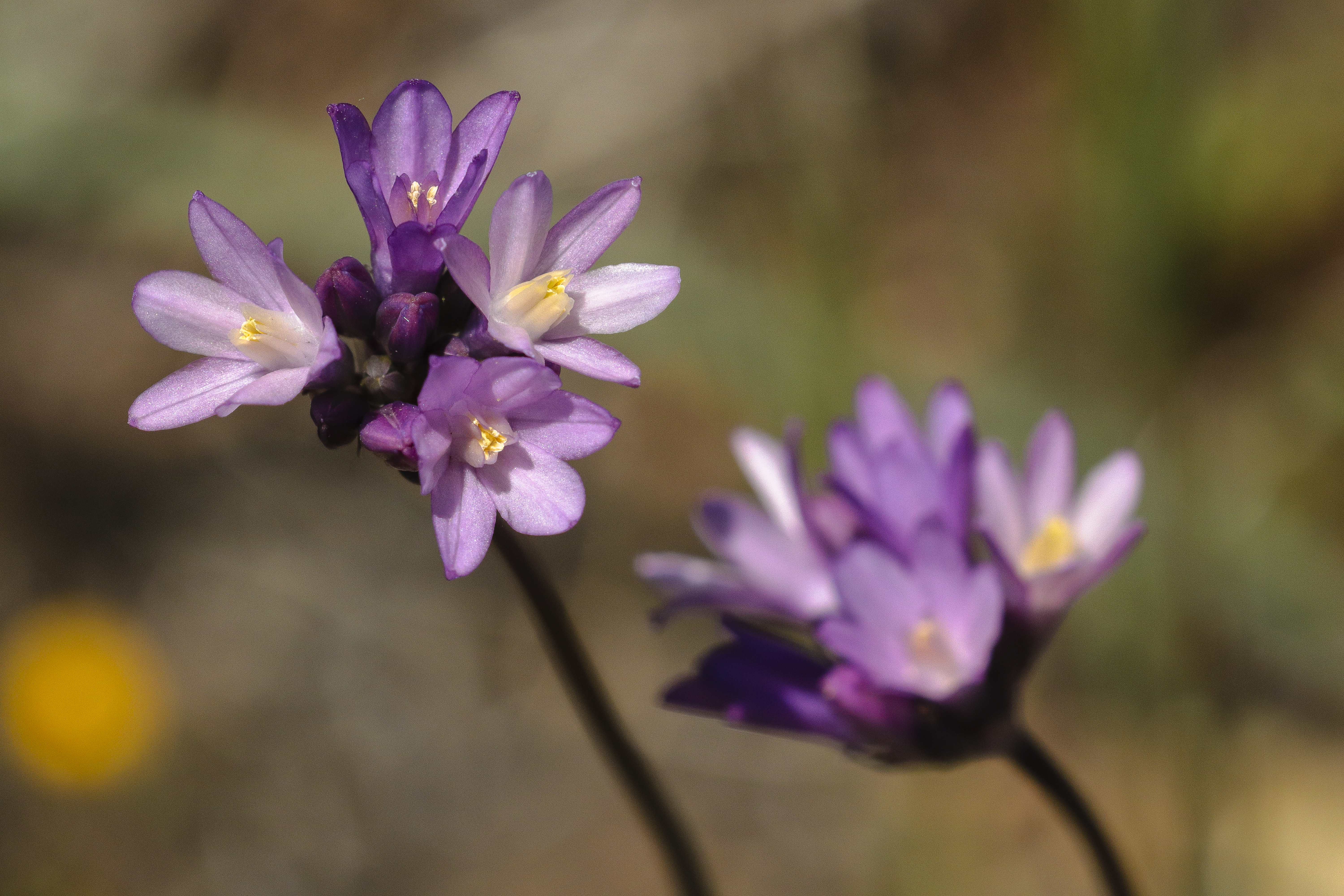 Wild hyacinth