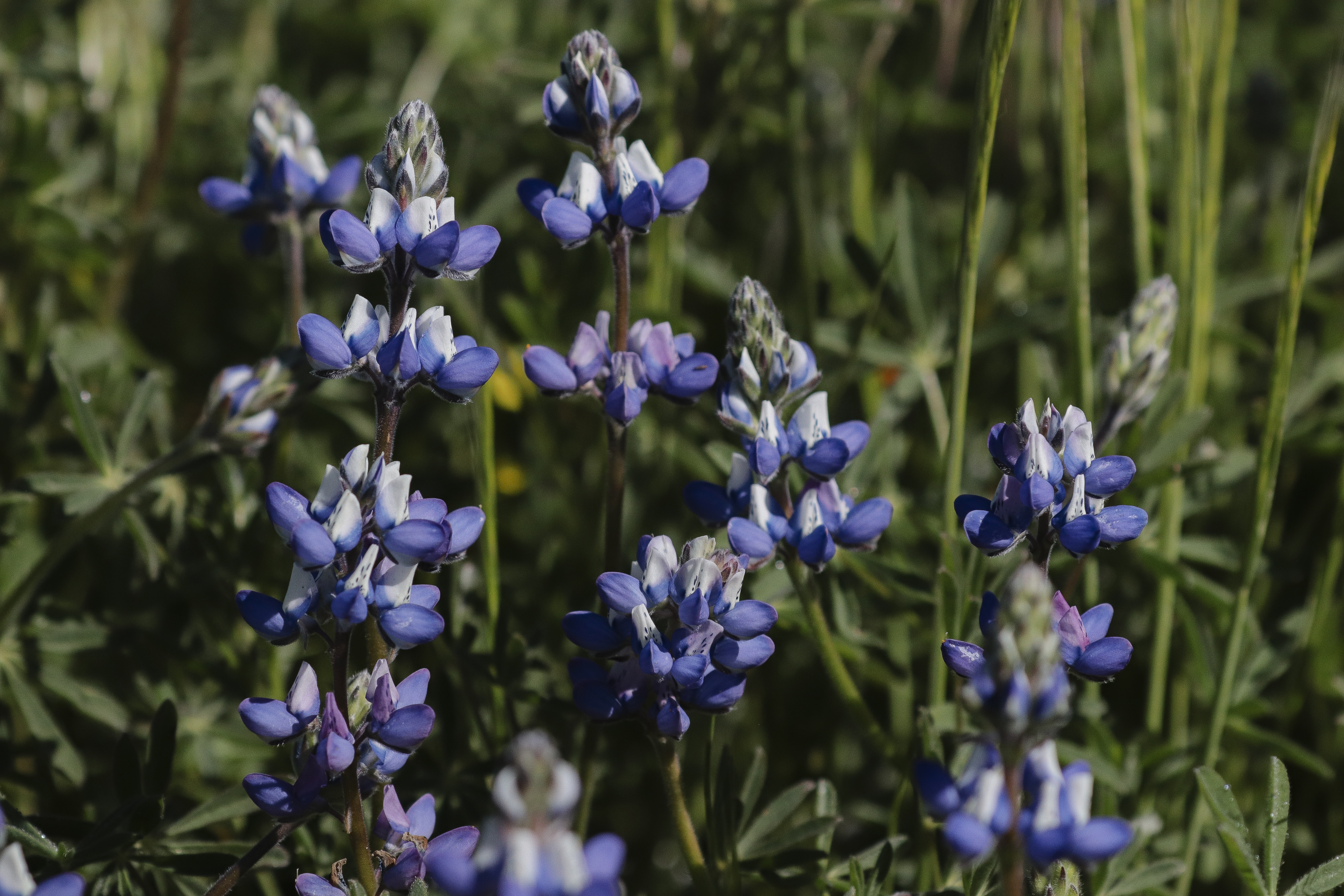 Miniature lupine