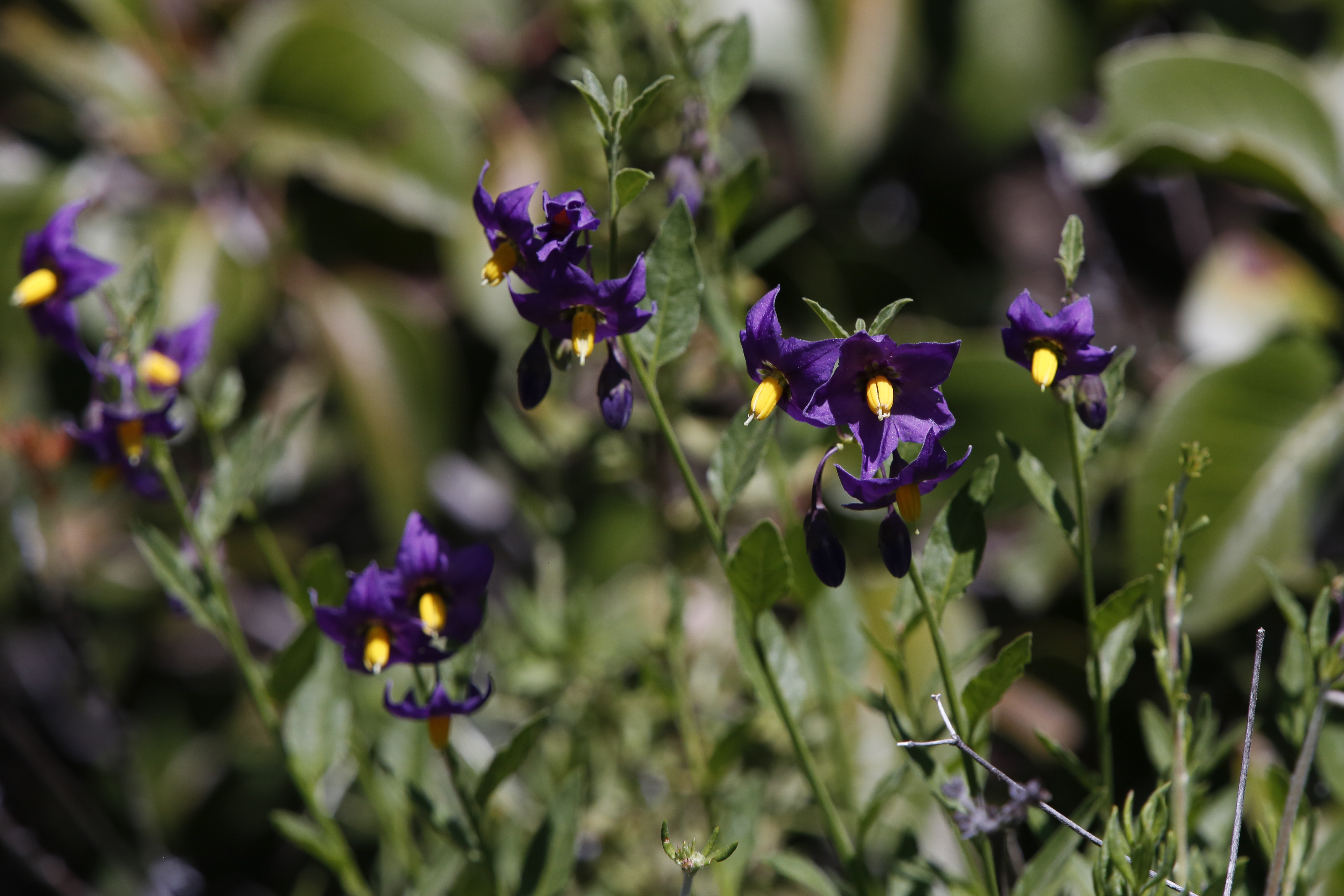 Chaparral nightshade