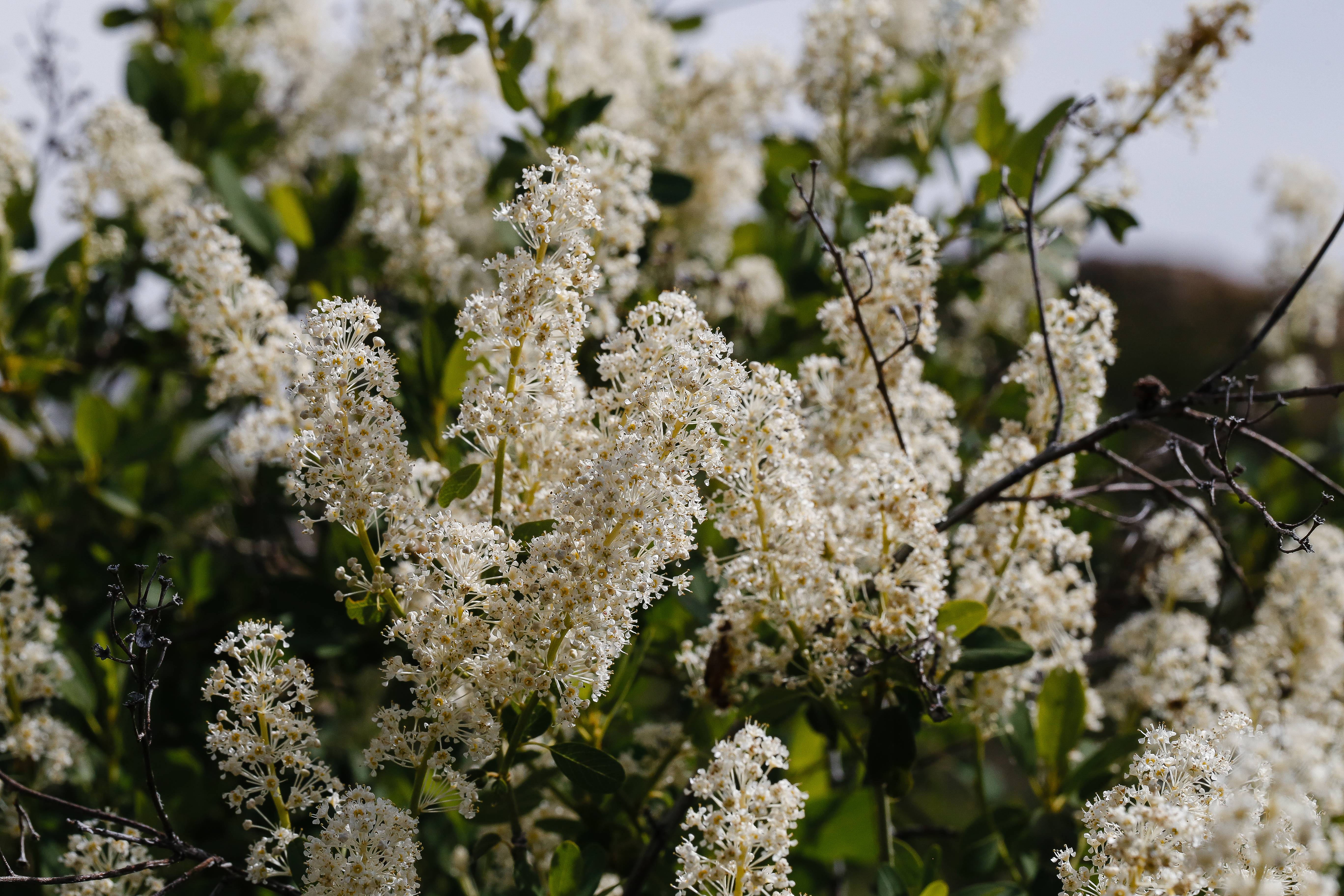 Palmer's lilac