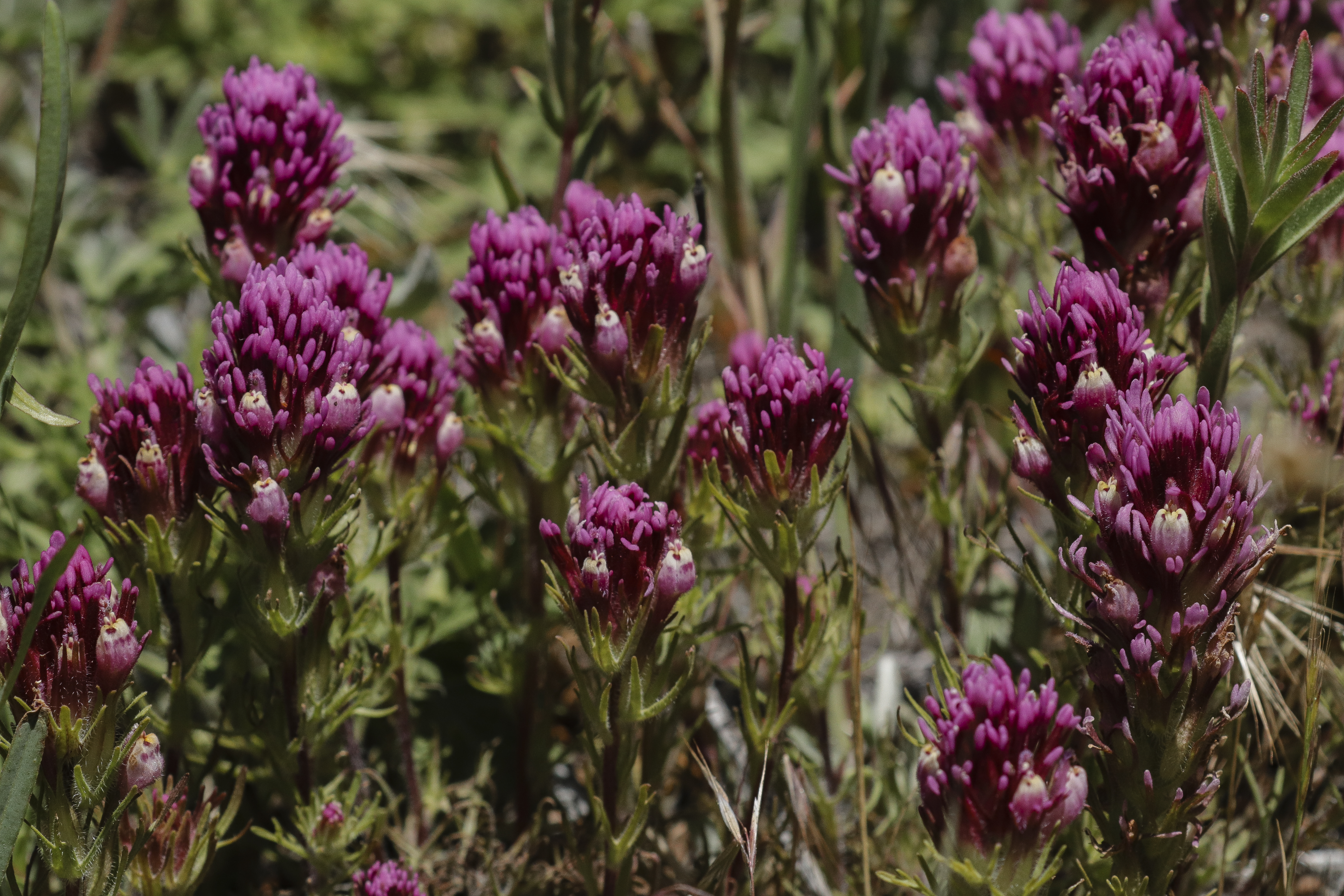 Owl's clover