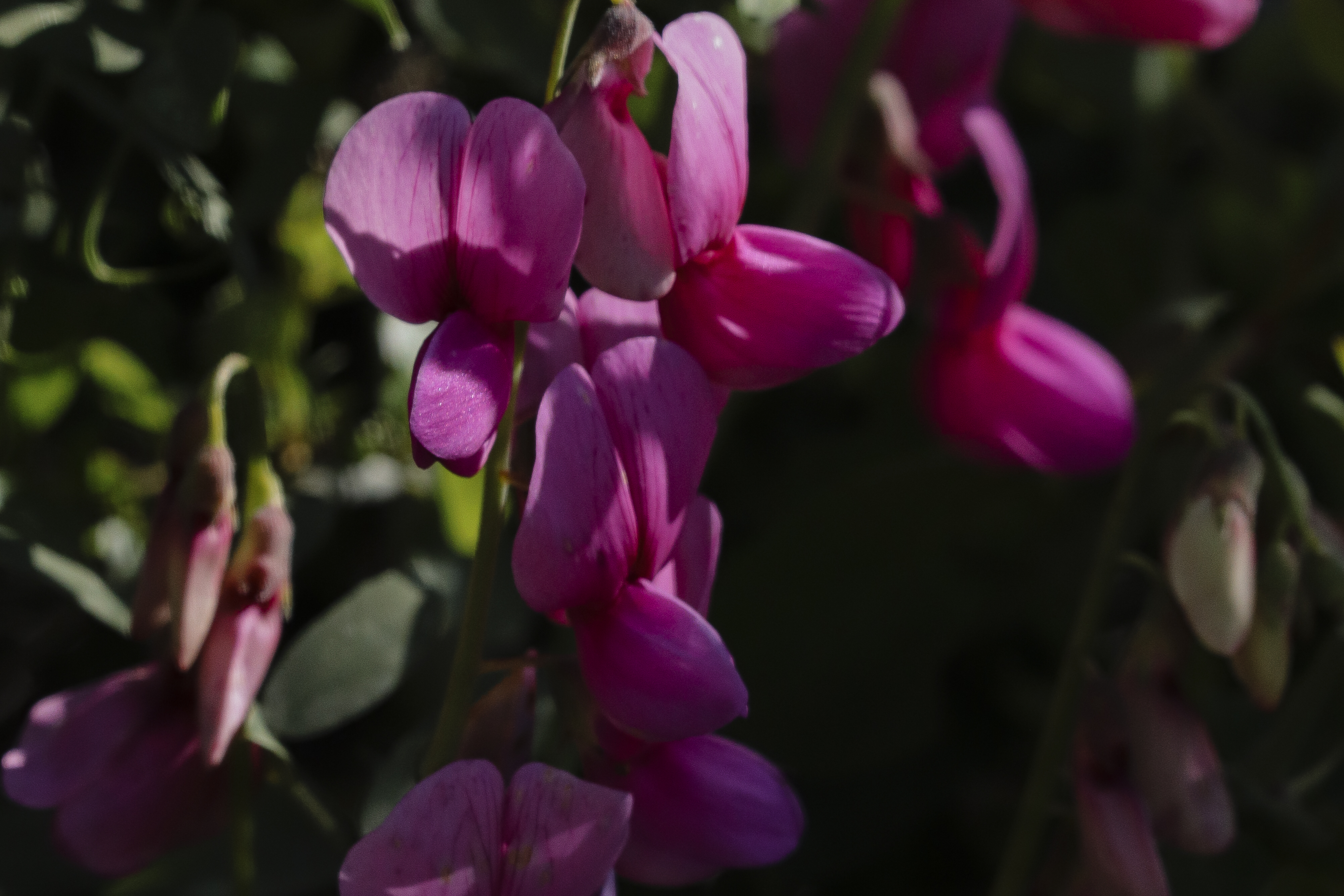 Wild pea