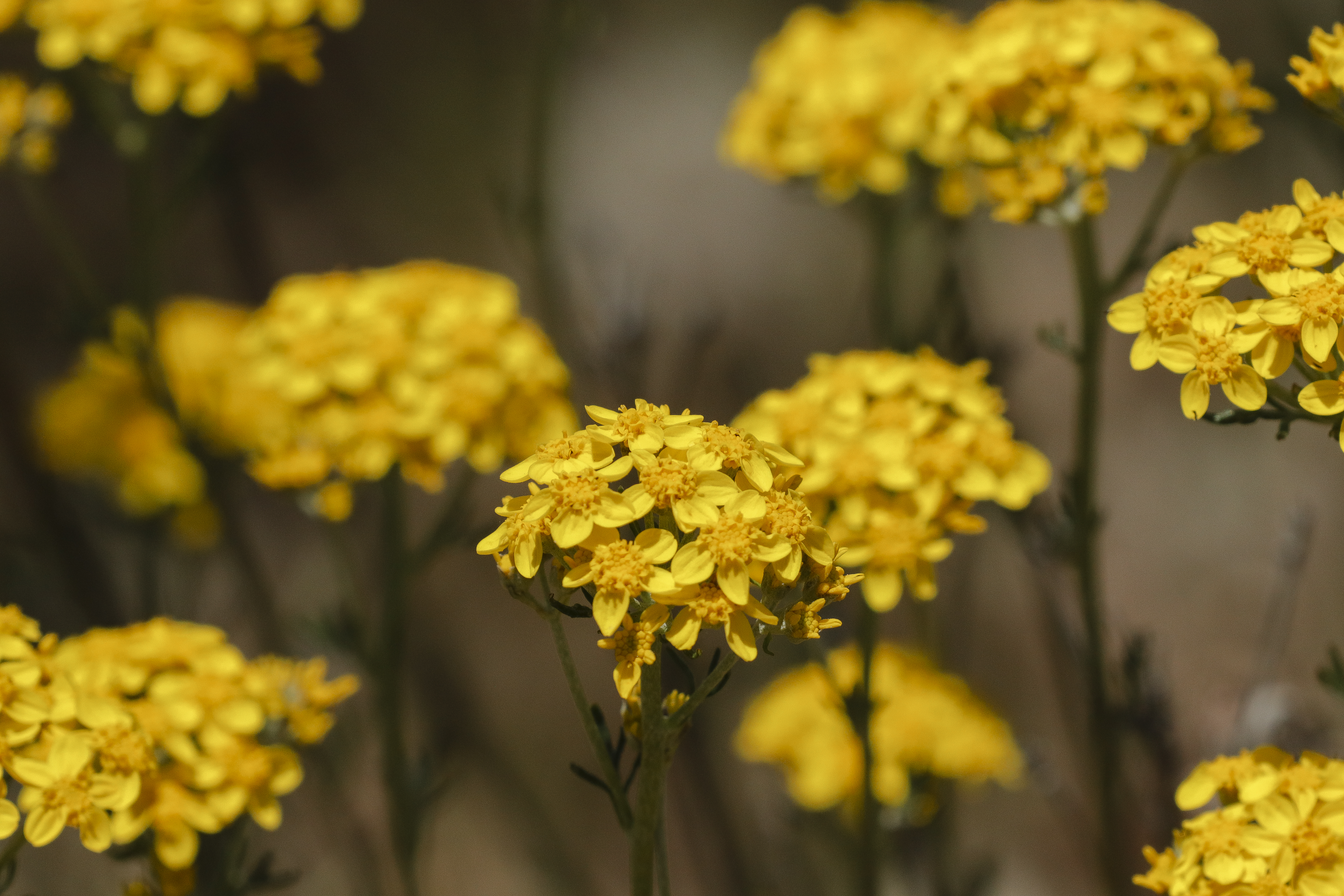 Golden yarrow