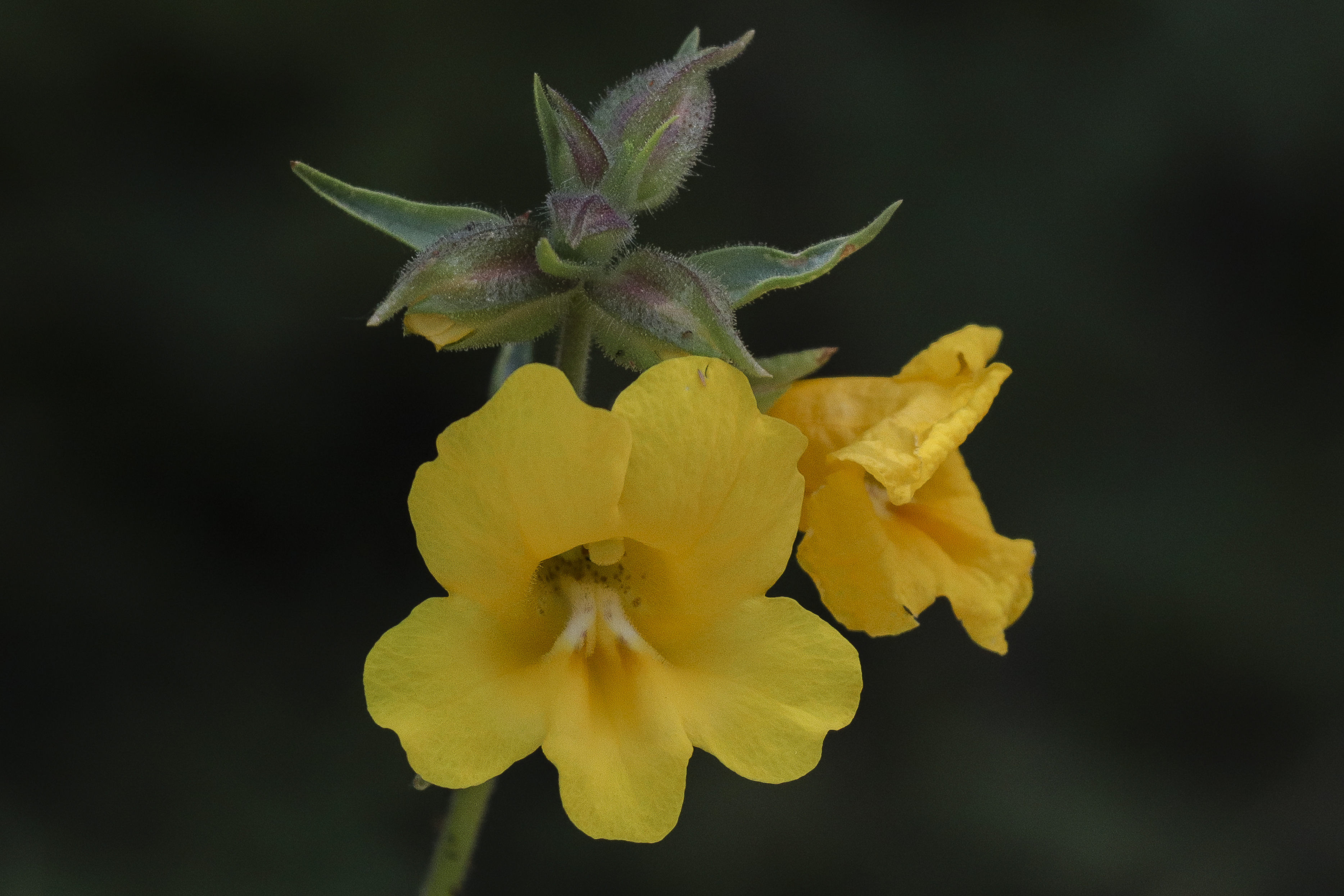 Slope monkeyflower