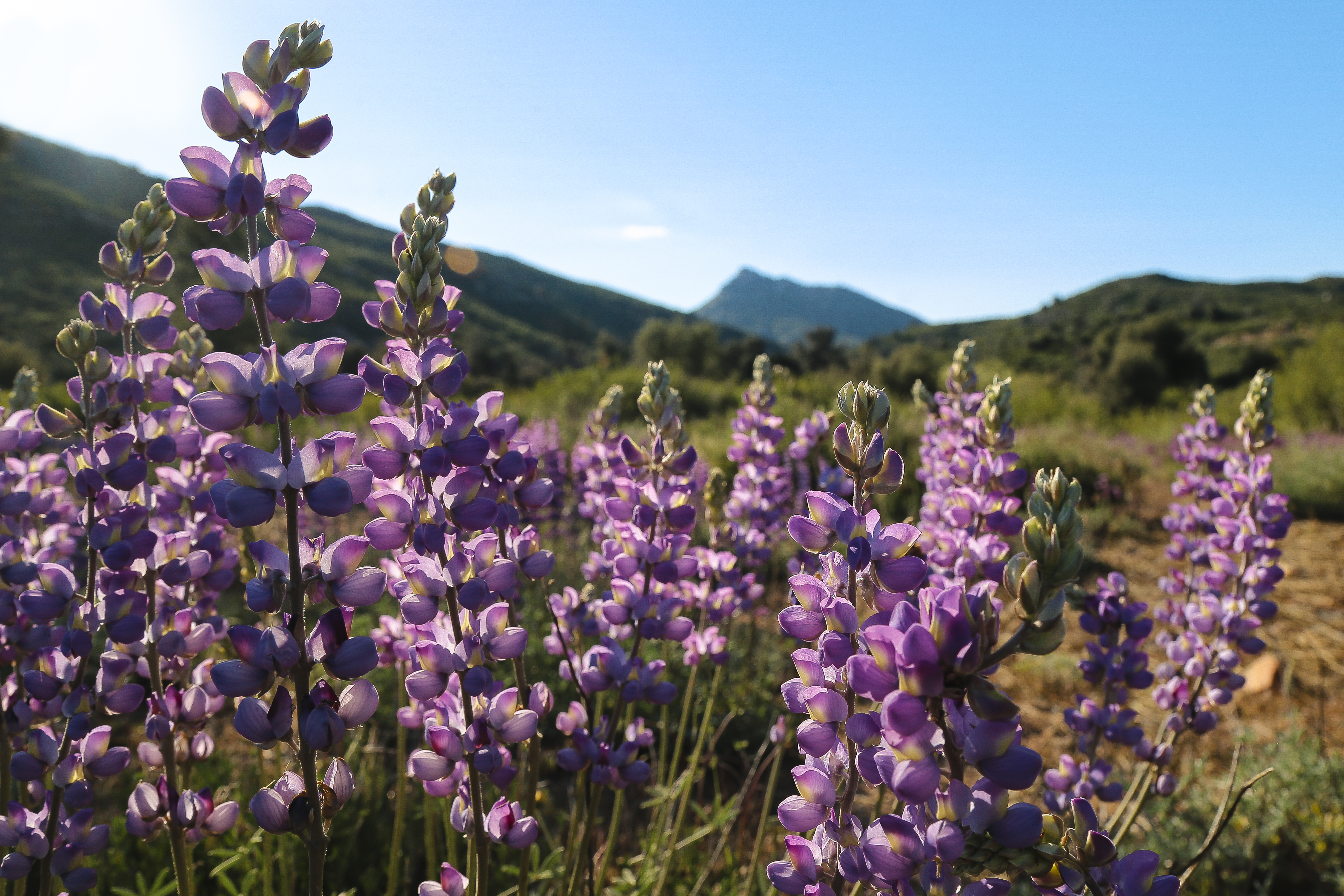 Grape-soda lupine