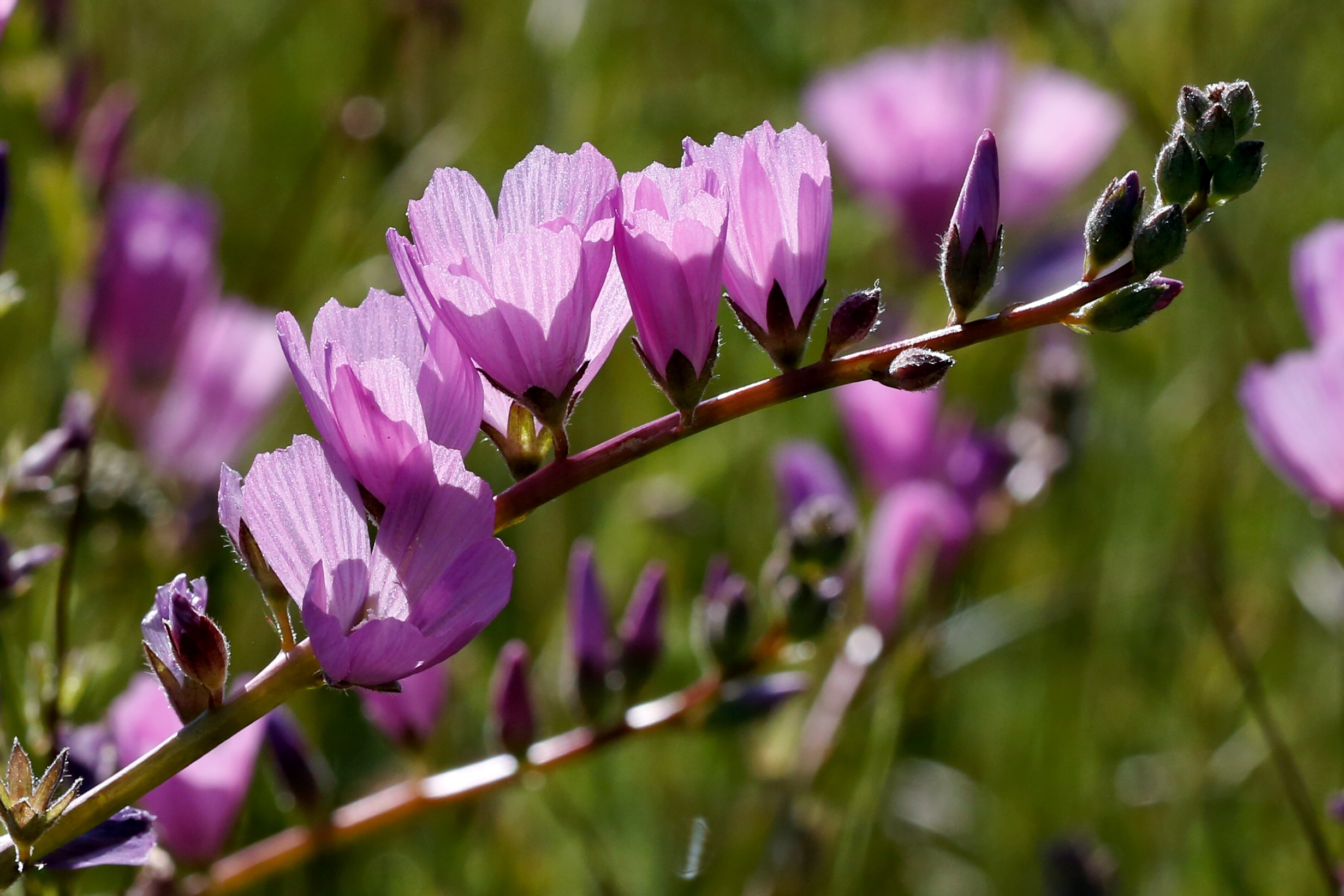 Checkerbloom