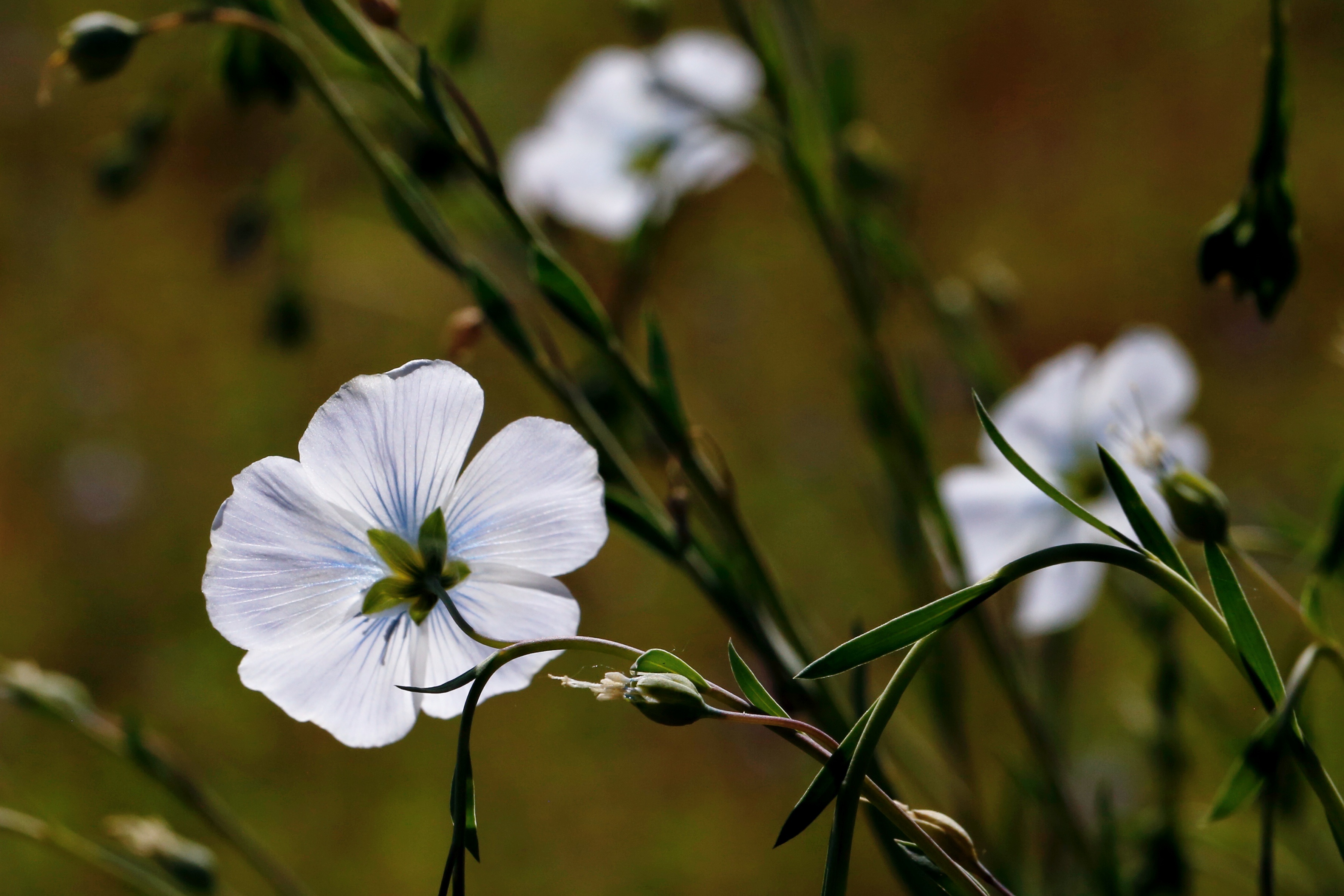 Wild flax