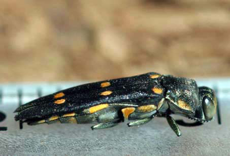 Goldspotted Oak Borer, Agrilus coxalis Waterhouse