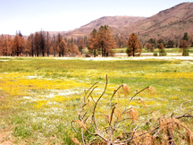 Cuyamaca Rancho SP