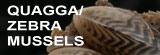 Quagga Mussel