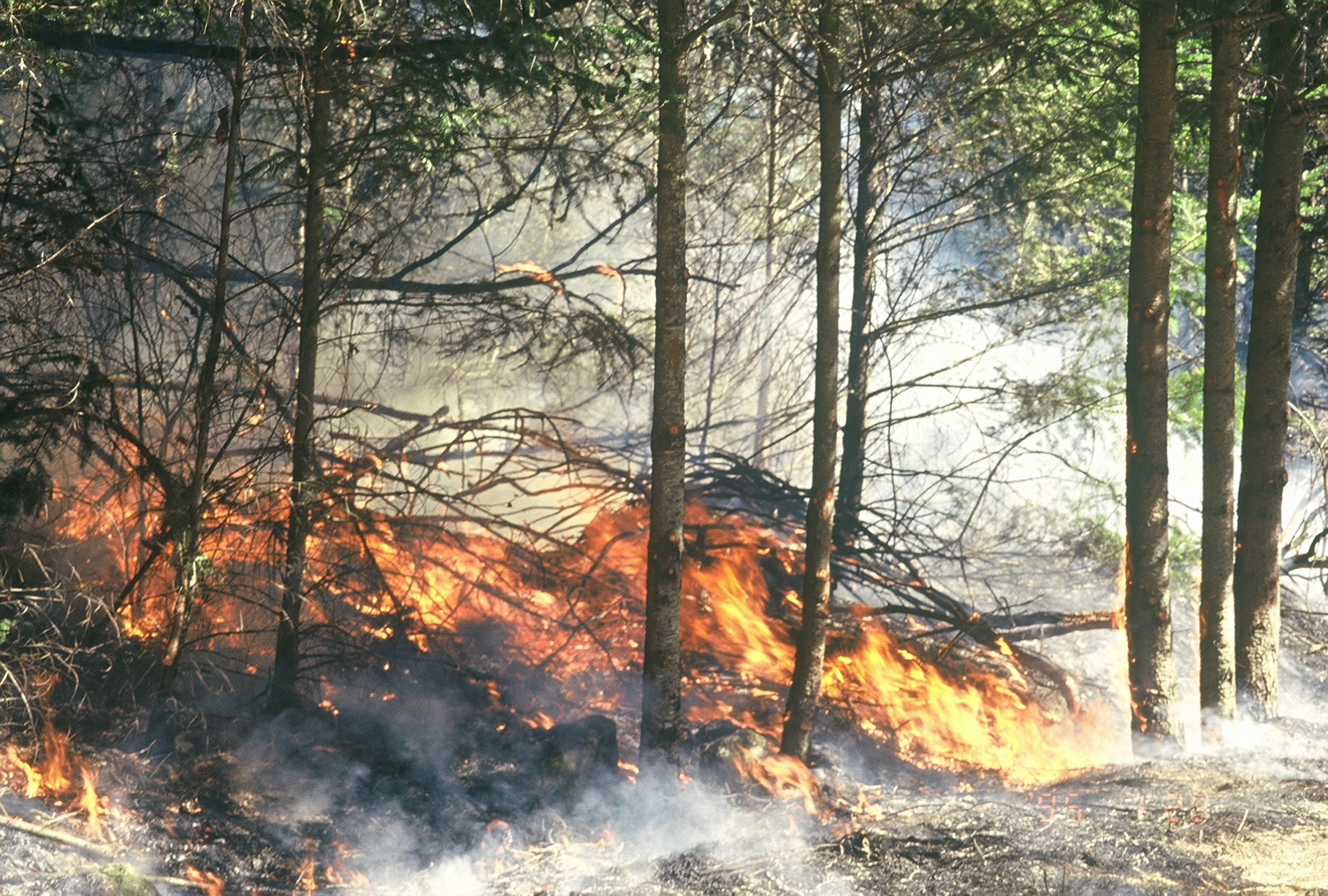 Prescribed Burn In Progress