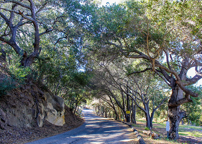 Las Cruces Road