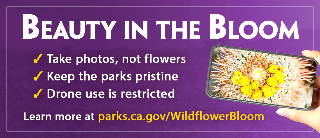 Beauty in the Bloom -- Anza-Borrego Desert State Park