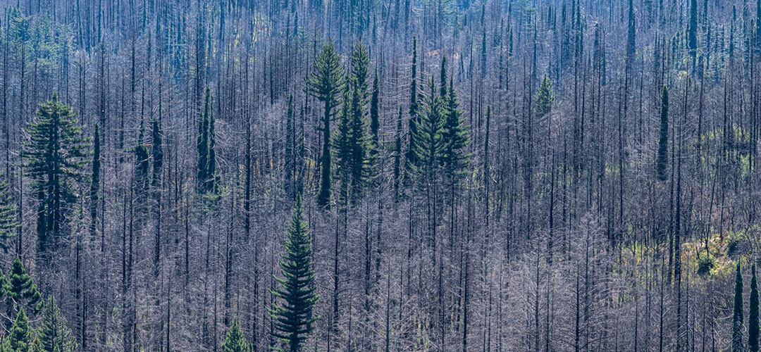 Big Basin after a wildfire