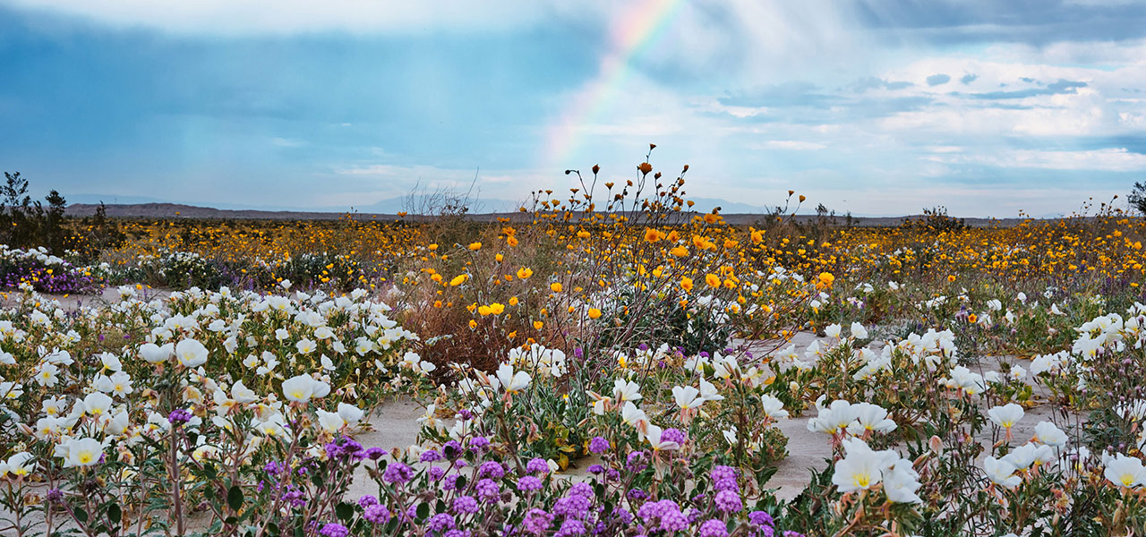 2019 Flower Bloom at Anza Borrego SP