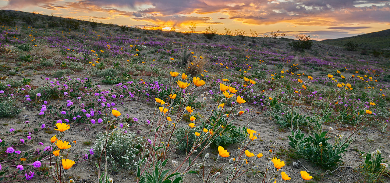 2019 Flower Bloom at Anza Borrego SP