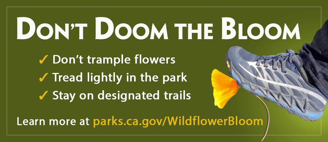 Don't Doom the Bloom