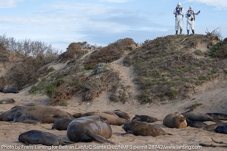 Researchers wearing personal protective gear overlook the seal colony at California's A&ntilde;o Nuevo Reserve on Feb. 24, 2026. They are collecting observational data to continue a long-term dataset, including information about individually flipper-tagged northern elephant seals and their symptoms.