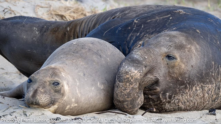 An adult male northern elephant seal attempts to mate with an adult female near the end of the breeding season.