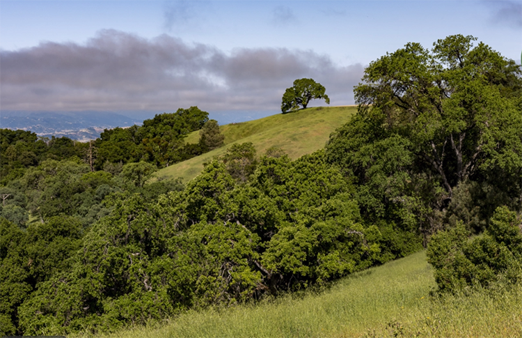 Fremont Peak State Park. Photo from California State Parks.