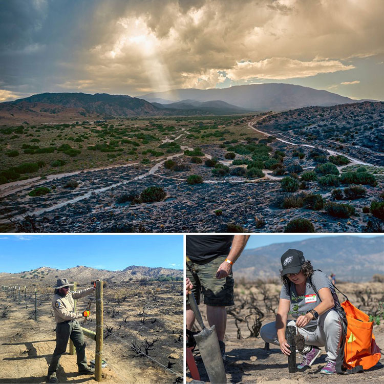 Top: The Post Fire burned 10,064 acres of land in Hungry Valley SVRA in late June. Bottom right and left: Staff and volunteers chip in to help restore and repair the park in the aftermath of the Post Fire. 