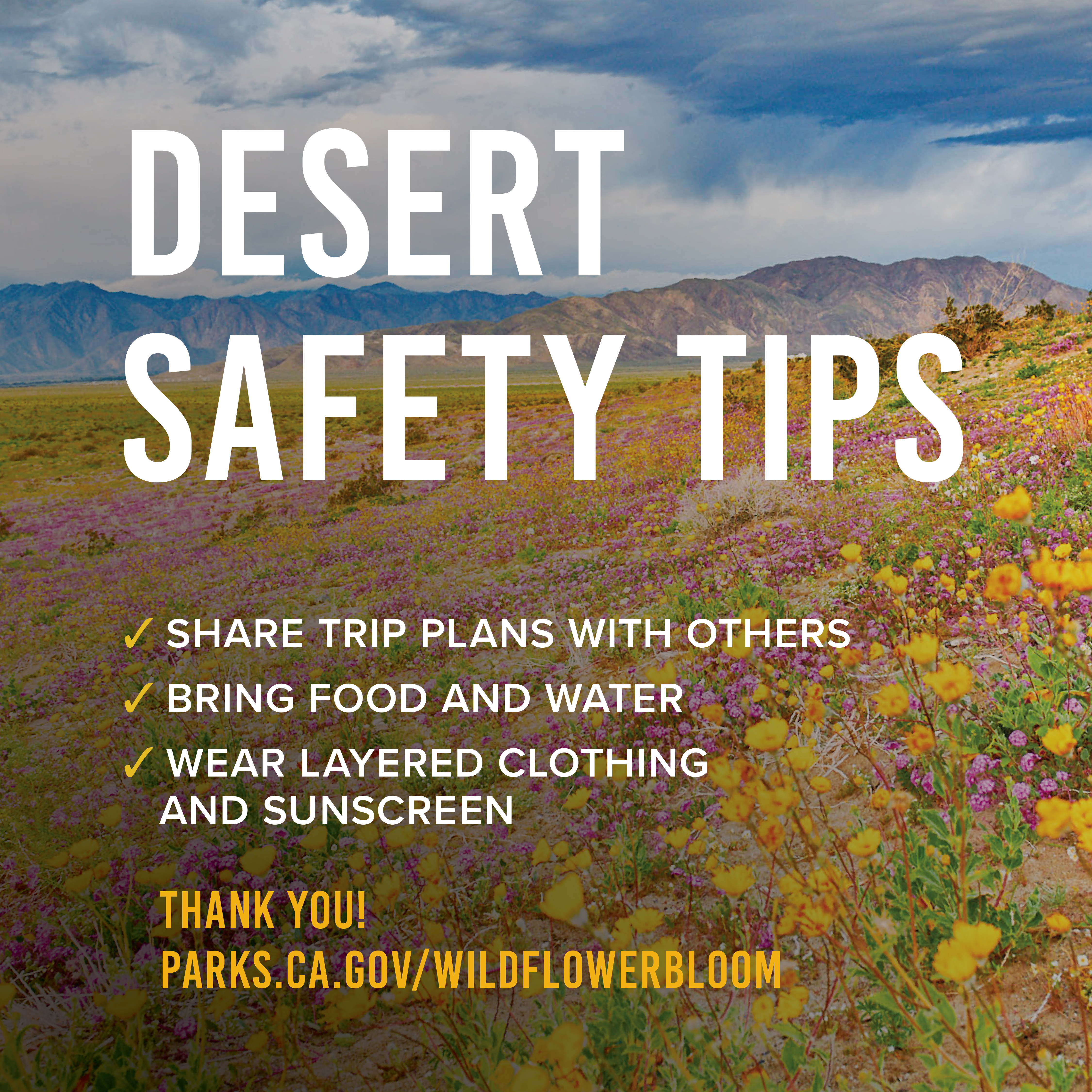 Wildflower Desert Safety Tips - Instagram
