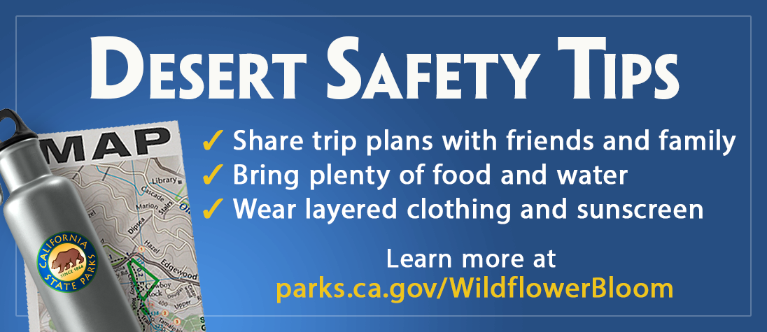 Wildflower Desert Safety Tips