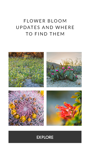 Flower Bloom Updates