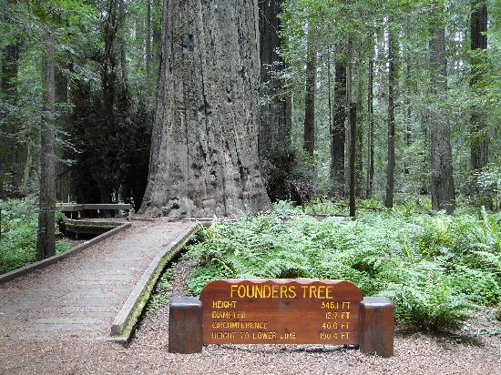 founder's tree