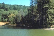 Austin Creek SRA - Sudden Oak Death has been confirmed by laboratory analysis in this park.