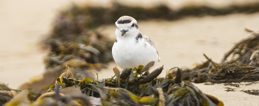 Snowy Plover in the wrack