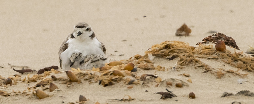 Snowy plover and chick