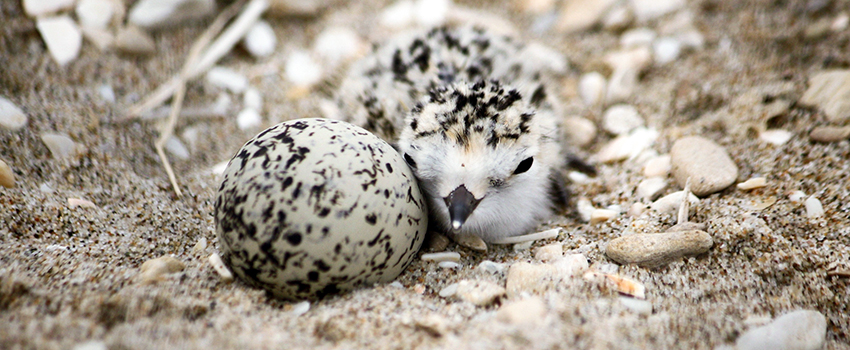 Snowy plover chick and egg